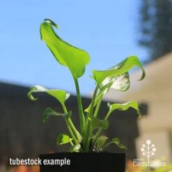 Philodendron Xanadu 18 Philodendron Xanadu -Outdoor Garden Care apo xanadu tubestock blue sky