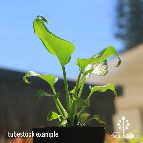 Philodendron Xanadu 8 Philodendron Xanadu - Image 8