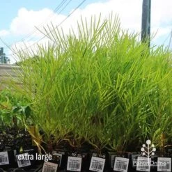 Grevillea Yamba Sunshine 12 Grevillea Yamba Sunshine -Outdoor Garden Care apo yamba sunshine dec large