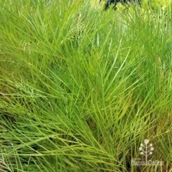 Grevillea Yamba Sunshine 14 Grevillea Yamba Sunshine -Outdoor Garden Care apo yamba sunshine foliage