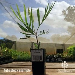 Grevillea Yamba Sunshine 15 Grevillea Yamba Sunshine -Outdoor Garden Care apo yamba sunshine tubestock side