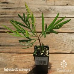 Grevillea Yamba Sunshine 16 Grevillea Yamba Sunshine -Outdoor Garden Care apo yamba sunshine tubestock top