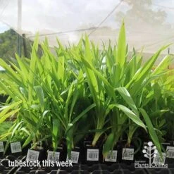 Yucca Elephantipes - Soft-tip Yucca 16 Yucca Elephantipes - Soft-tip Yucca -Outdoor Garden Care apo yucca big