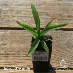 Yucca Elephantipes - Soft-tip Yucca 19 Yucca Elephantipes - Soft-tip Yucca -Outdoor Garden Care apo yucca soft tip tubestock top