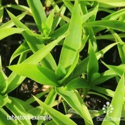 Yucca Elephantipes - Soft-tip Yucca 21 Yucca Elephantipes - Soft-tip Yucca -Outdoor Garden Care apo yucca soft tip tubestock top 1