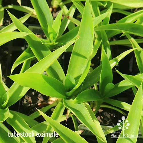 Yucca Elephantipes - Soft-tip Yucca 11 Yucca Elephantipes - Soft-tip Yucca - Image 11