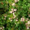 Austromyrtus Blush - Pink Midgem Berry