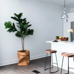 Ficus Lyrata Bambino - Fiddle Leaf Fig -Outdoor Garden Care bambino kitchen