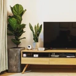 Ficus Lyrata Bambino - Fiddle Leaf Fig -Outdoor Garden Care bambino tv