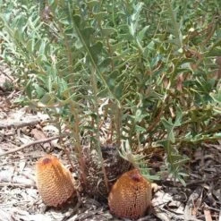 Banksia Blechnifolia