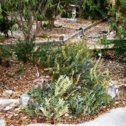 Banksia Blechnifolia 21 Banksia Blechnifolia -Outdoor Garden Care banksia blechnifolia flickr sydney oats 3