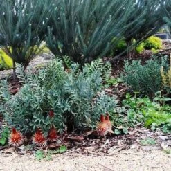 Banksia Blechnifolia 14 Banksia Blechnifolia -Outdoor Garden Care banksia candles mt barker