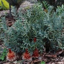 Banksia Blechnifolia 18 Banksia Blechnifolia -Outdoor Garden Care banksia candles mt barker crop