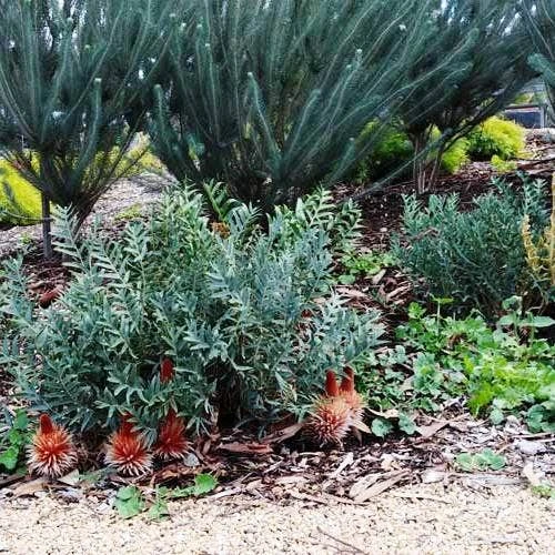 Banksia Blechnifolia 3 Banksia Blechnifolia - Image 3