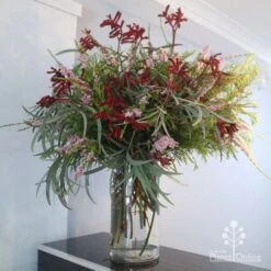 Anigozanthos Big Red - Kangaroo Paw 16 Anigozanthos Big Red - Kangaroo Paw -Outdoor Garden Care big red arrangement