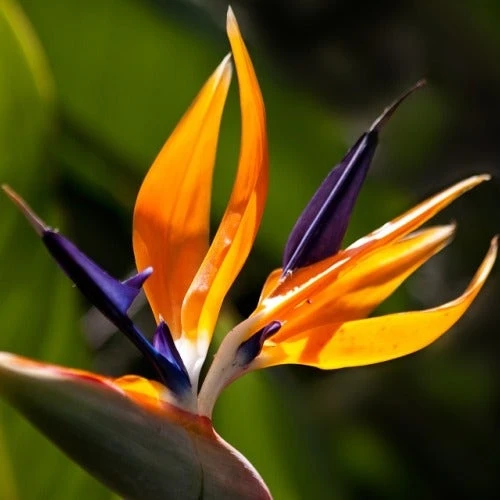 Strelitzia Reginae - Bird Of Paradise 2 Strelitzia Reginae - Bird Of Paradise - Image 2