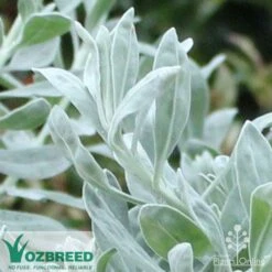 Eremophila Blue Horizon - Emu Bush -Outdoor Garden Care blue horizon close