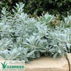Eremophila Blue Horizon - Emu Bush -Outdoor Garden Care blue horizon stone wall