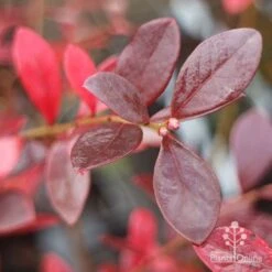 Blueberry Sunshine Blue 19 Blueberry Sunshine Blue -Outdoor Garden Care blueberry sunshine autumn colour