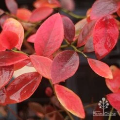 Blueberry Sunshine Blue 17 Blueberry Sunshine Blue -Outdoor Garden Care blueberry sunshine blue autumn colour