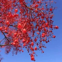 Illawarra Flame Tree - Brachychiton -Outdoor Garden Care brachychiton acerifolius flower