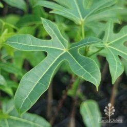 Illawarra Flame Tree - Brachychiton -Outdoor Garden Care brachychiton acerifolius leaf