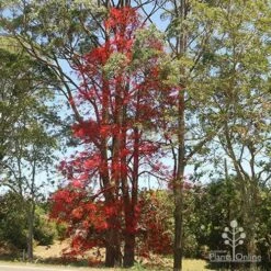 Illawarra Flame Tree - Brachychiton -Outdoor Garden Care brachychiton flame tree waterfall