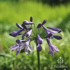 Outdoor Garden Care -Outdoor Garden Care buccaneer flower