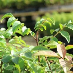 Burdekin Plum - Pleiogynium -Outdoor Garden Care burdekin shoot