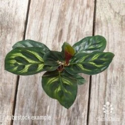 Calathea Makoyana - Peacock Plant -Outdoor Garden Care calathea makoyane leaf 1