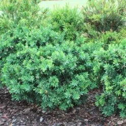 Callistemon Better John 13 Callistemon Better John -Outdoor Garden Care callistemon better john bushes