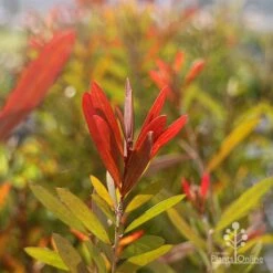 Callistemon Candy Burst -Outdoor Garden Care callistemon candy burset leaf colour sun