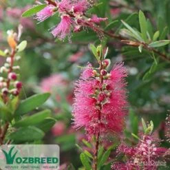 Callistemon Candy Burst -Outdoor Garden Care callistemon candy burst
