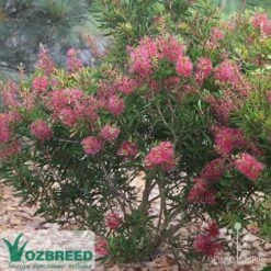 Callistemon Candy Burst -Outdoor Garden Care callistemon candy burst bush