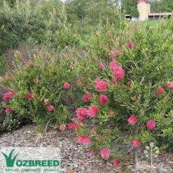 Callistemon Fluro Burst -Outdoor Garden Care callistemon fluro burst bush