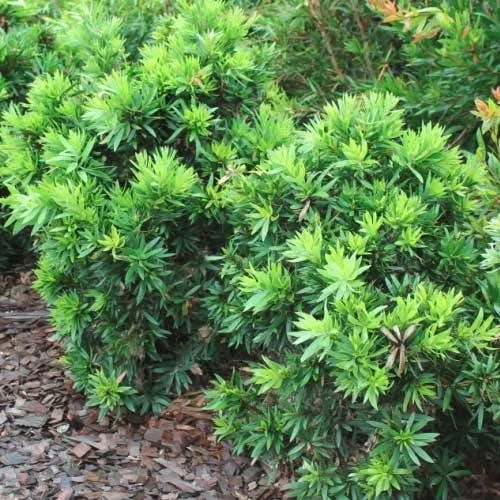 Callistemon Green John 11 Callistemon Green John - Image 11