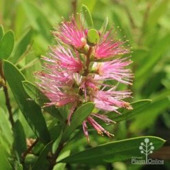 Callistemon Sweet Burst -Outdoor Garden Care callistemon sweet burst tubestock flower