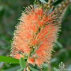 Callistemon Tangerine Dream 15 Callistemon Tangerine Dream -Outdoor Garden Care callistemon tangerine dream