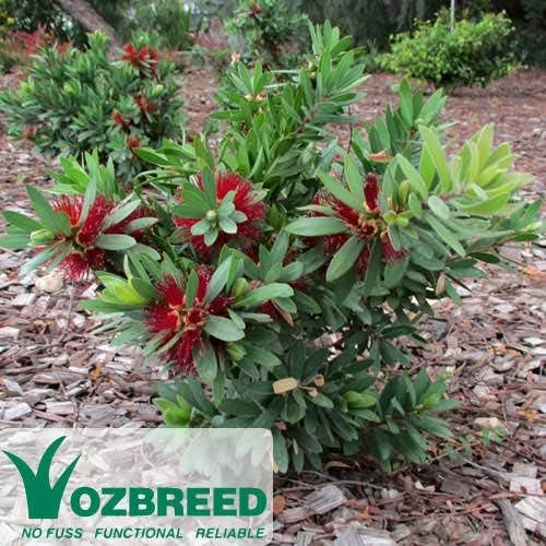 Callistemon Better John 2 Callistemon Better John - Image 2