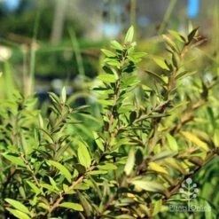 Grevillea Canterbury Gold 15 Grevillea Canterbury Gold -Outdoor Garden Care canterbury gold foliage
