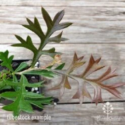 Grevillea Carpet Layer 13 Grevillea Carpet Layer -Outdoor Garden Care carpet layer leaf 1