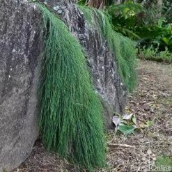 Casuarina Cousin It -Outdoor Garden Care casaurina cousin it cascading 1