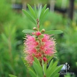 Callistemon Pink Champagne 25 Callistemon Pink Champagne -Outdoor Garden Care champagne callistemon