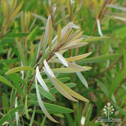 Callistemon Pink Champagne 9 Callistemon Pink Champagne - Image 9