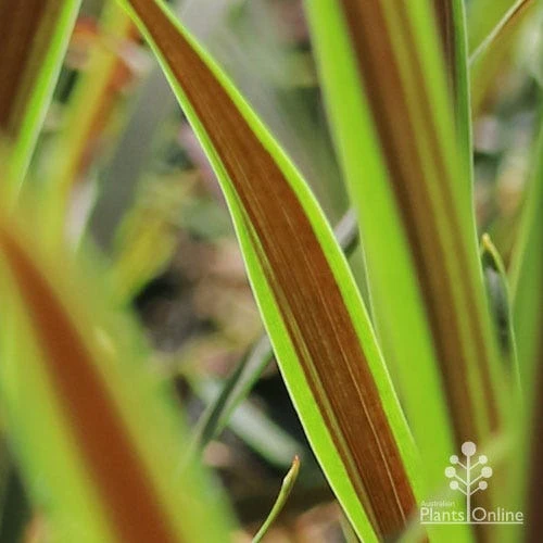 Cordyline Australis Choc Mint 1 Cordyline Australis Choc Mint