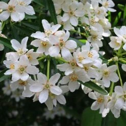 Choisya - Mexican Orange Blossom -Outdoor Garden Care choisya flowering