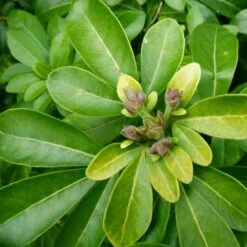 Choisya - Mexican Orange Blossom -Outdoor Garden Care choisya ternata leaves 1