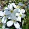 Clematis Montana Alba