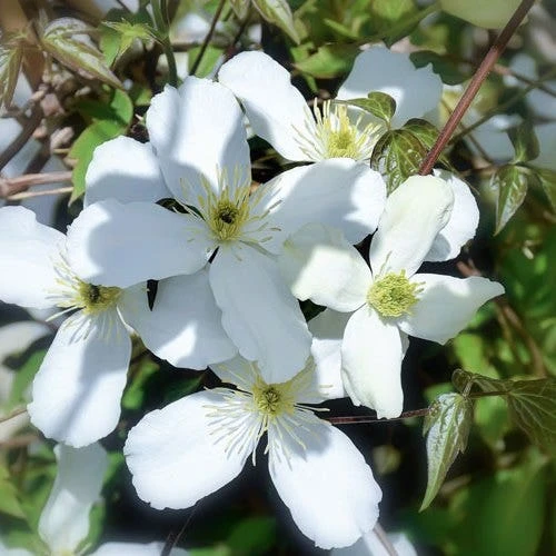 Clematis Montana Alba 1 Clematis Montana Alba
