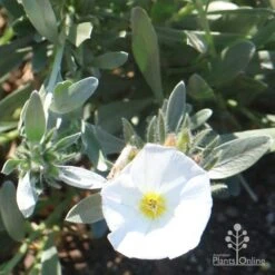 Convolvulus Cneorum - Silverbush 13 Convolvulus Cneorum - Silverbush -Outdoor Garden Care cneorum flower sun